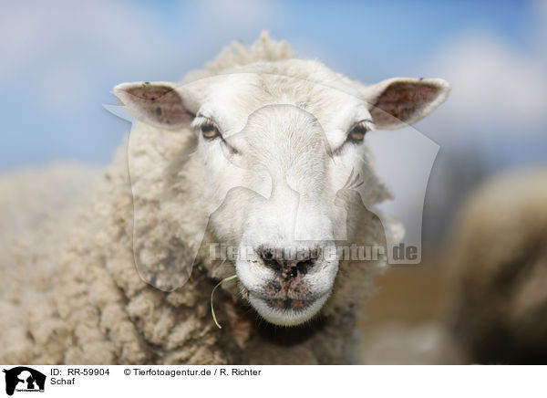 Schaf / sheep / RR-59904