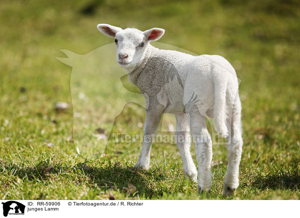 junges Lamm / young lamb / RR-59906