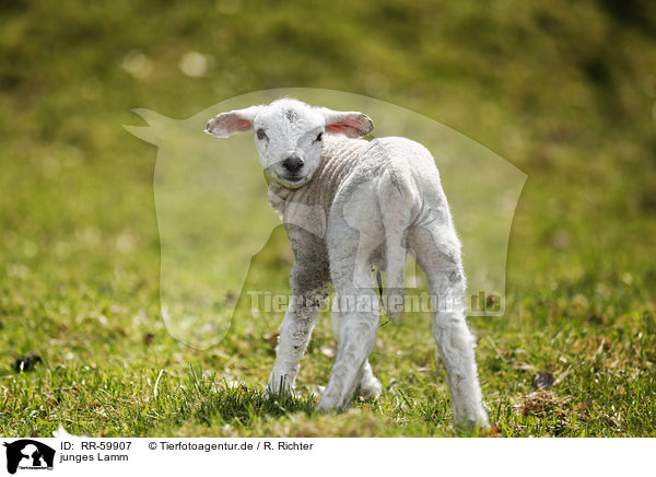 junges Lamm / young lamb / RR-59907