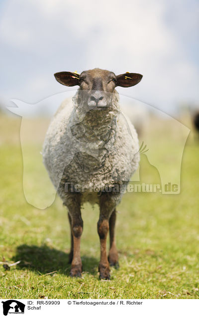 Schaf / sheep / RR-59909