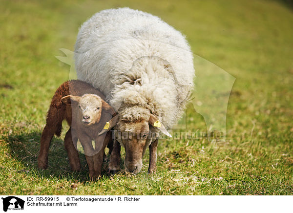 Schafmutter mit Lamm / sheep mother with lamb / RR-59915
