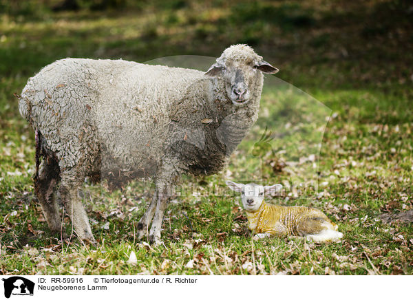 Neugeborenes Lamm / newborn lamb / RR-59916