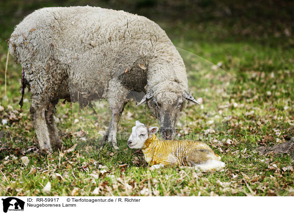 Neugeborenes Lamm / newborn lamb / RR-59917