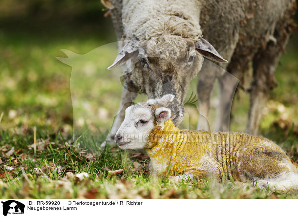 Neugeborenes Lamm / newborn lamb / RR-59920