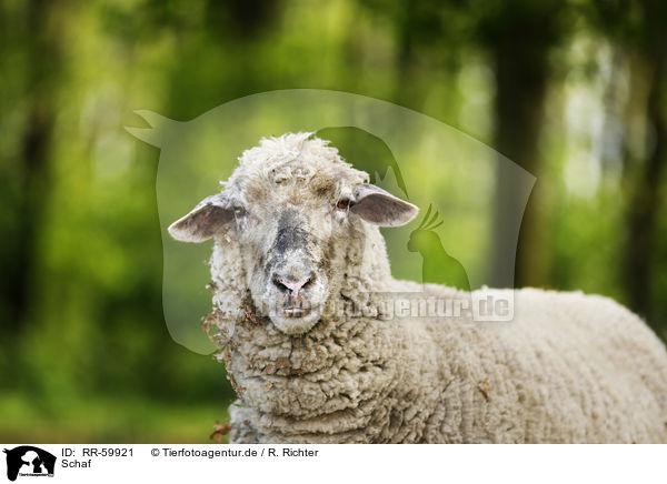 Schaf / sheep / RR-59921