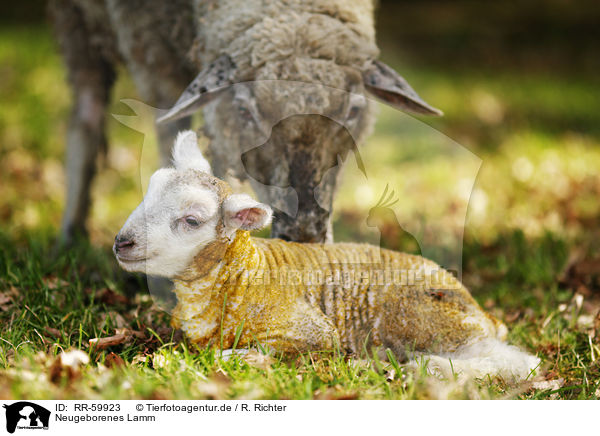Neugeborenes Lamm / newborn lamb / RR-59923