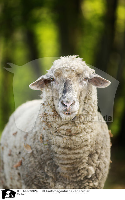 Schaf / sheep / RR-59924