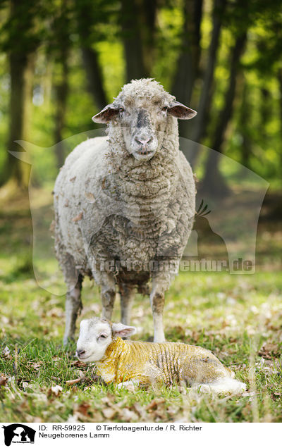 Neugeborenes Lamm / newborn lamb / RR-59925