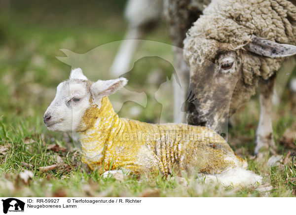 Neugeborenes Lamm / newborn lamb / RR-59927
