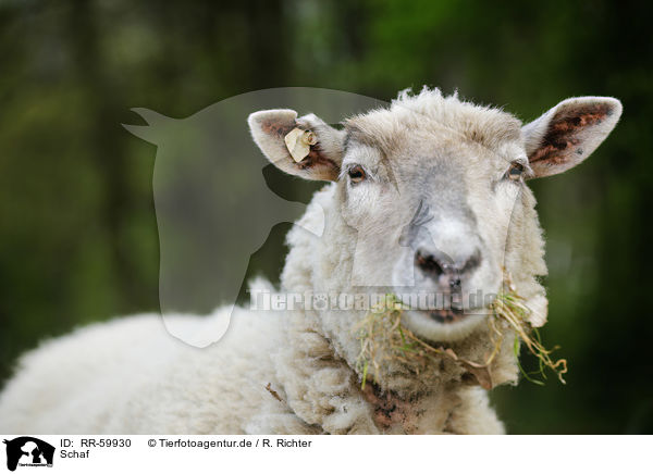 Schaf / sheep / RR-59930