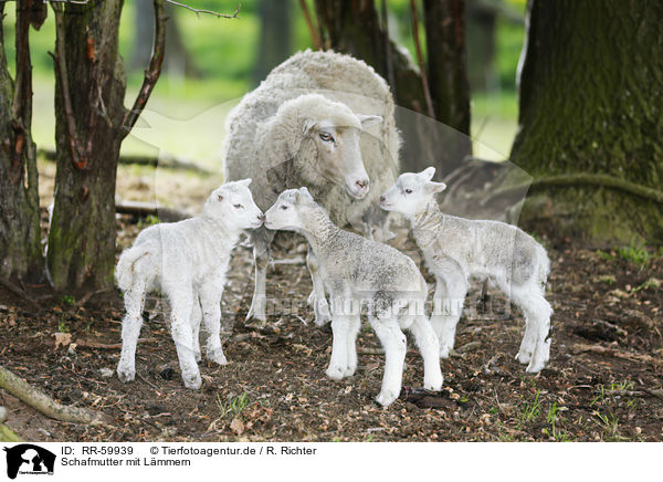 Schafmutter mit Lmmern / sheep mother with lambs / RR-59939