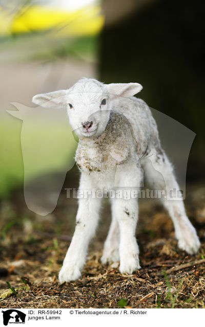 junges Lamm / young lamb / RR-59942