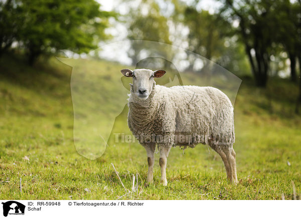 Schaf / sheep / RR-59948