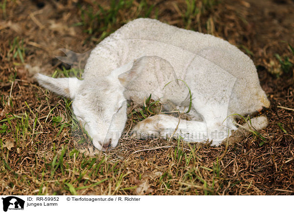 junges Lamm / young lamb / RR-59952