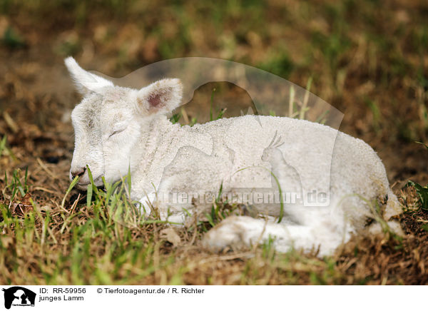 junges Lamm / young lamb / RR-59956