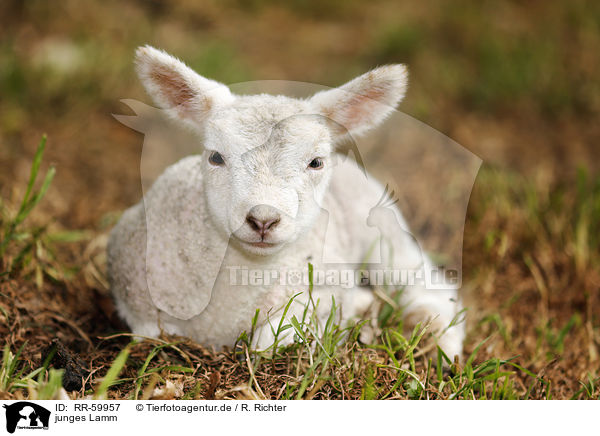 junges Lamm / young lamb / RR-59957