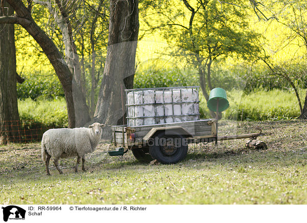 Schaf / sheep / RR-59964