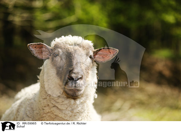Schaf / sheep / RR-59965