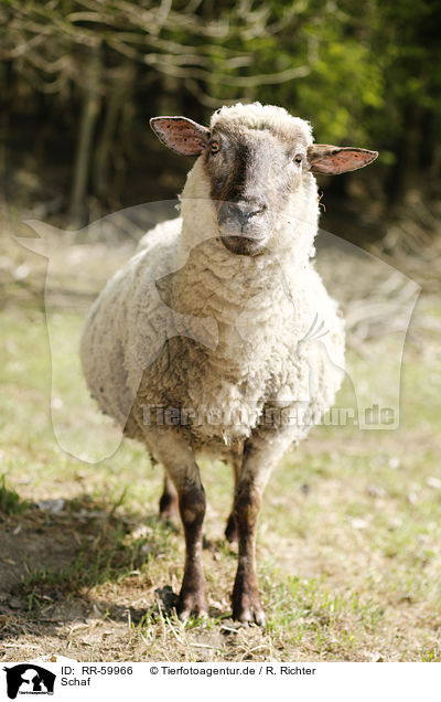 Schaf / sheep / RR-59966