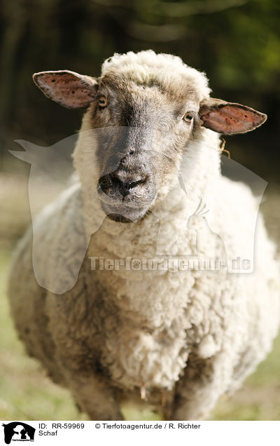 Schaf / sheep / RR-59969