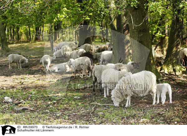 Schafmutter mit Lmmern / sheep mother with lambs / RR-59970