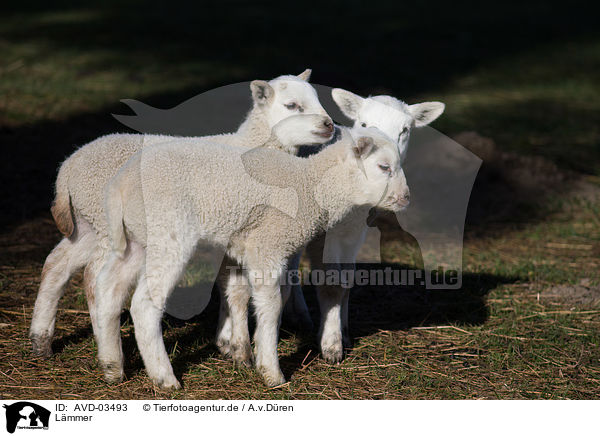 Lmmer / lambs / AVD-03493
