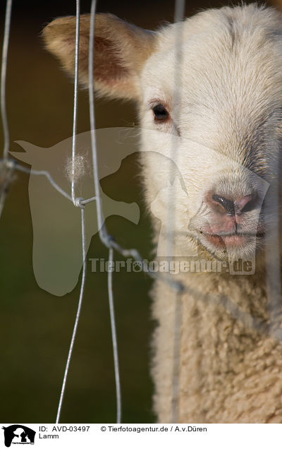 Lamm / lamb / AVD-03497