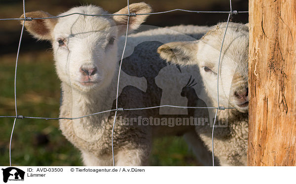 Lmmer / lambs / AVD-03500