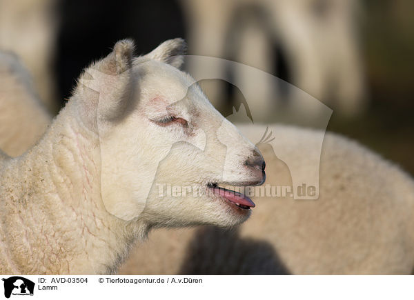 Lamm / lamb / AVD-03504