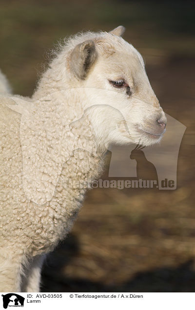Lamm / lamb / AVD-03505