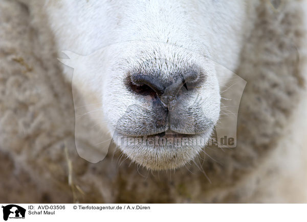 Schaf Maul / sheep mouth / AVD-03506