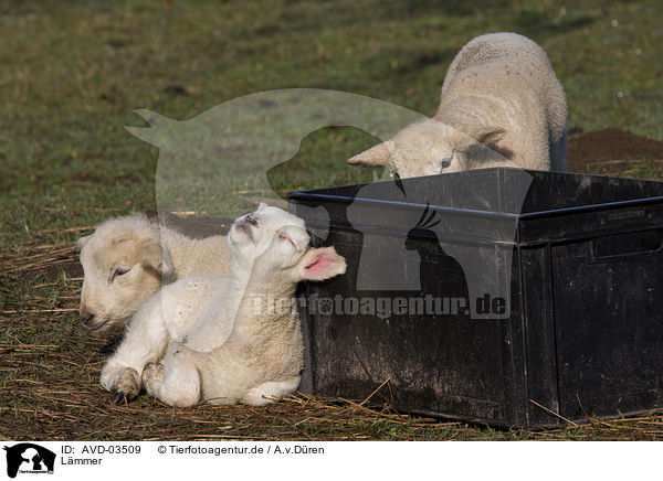 Lmmer / lambs / AVD-03509