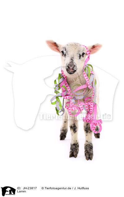 Lamm / lamb / JH-23817