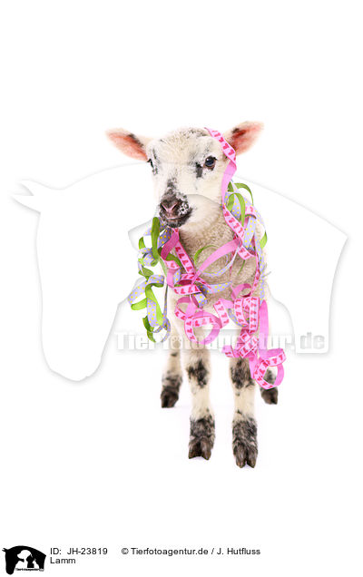 Lamm / JH-23819