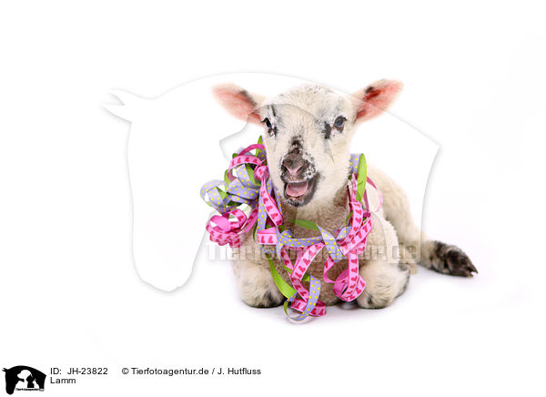 Lamm / lamb / JH-23822