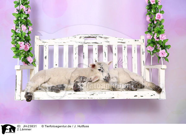 2 Lmmer / 2 lambs / JH-23831