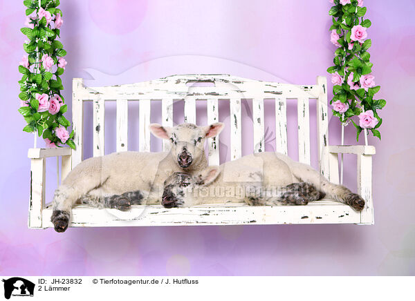 2 Lmmer / 2 lambs / JH-23832