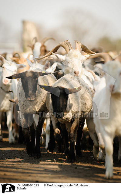 Schafe / sheeps / MHE-01023