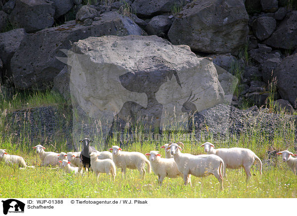 Schafherde / sheep flock / WJP-01388