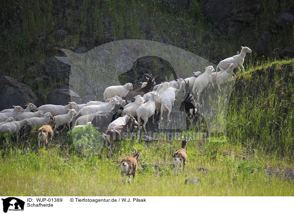 Schafherde / sheep flock / WJP-01389