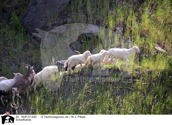 Schafherde / sheep flock / WJP-01390