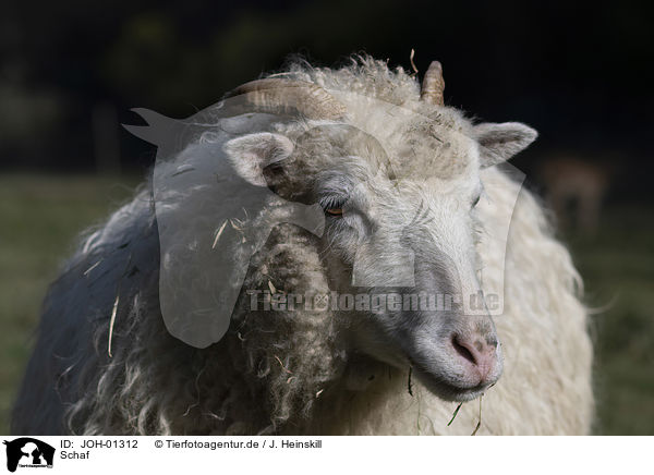 Schaf / sheep / JOH-01312