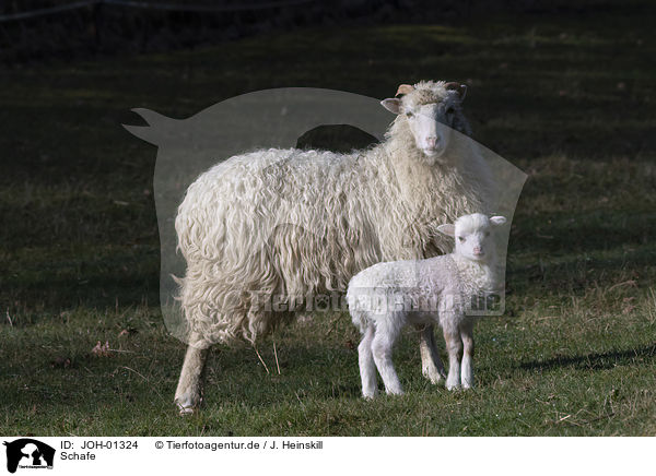 Schafe / sheeps / JOH-01324
