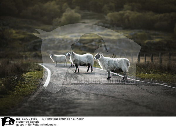 stehende Schafe / standing Sheeps / SEK-01468