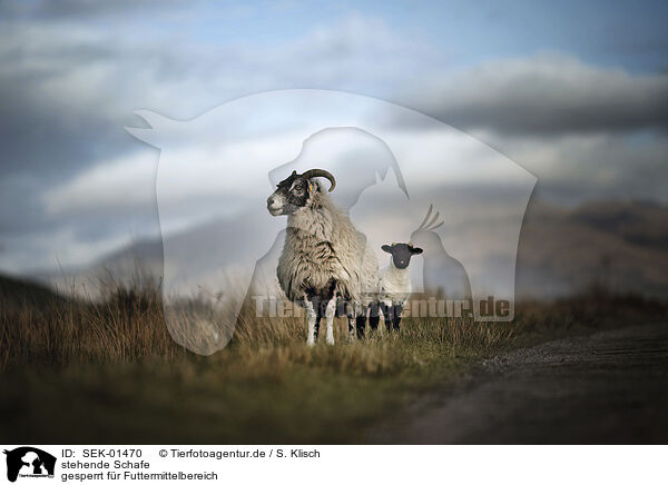 stehende Schafe / standing Sheeps / SEK-01470