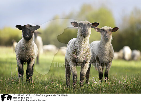 stehende Schafe / standing Sheeps / SEK-01472