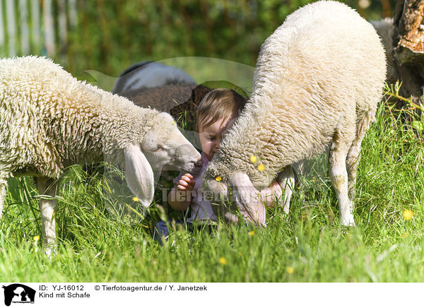 Kind mit Schafe / child with Sheeps / YJ-16012