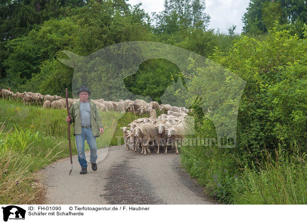 Schfer mit Schafherde / Shepherd with flock of Sheep / FH-01090