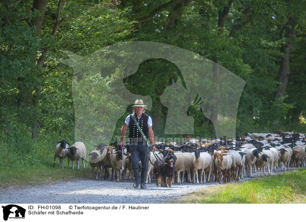 Schfer mit Schafherde / Shepherd with flock of Sheep / FH-01098