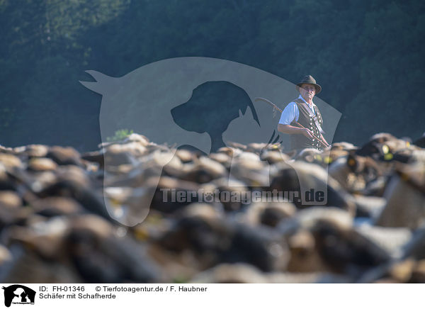Schfer mit Schafherde / Shepherd with flock of Sheep / FH-01346